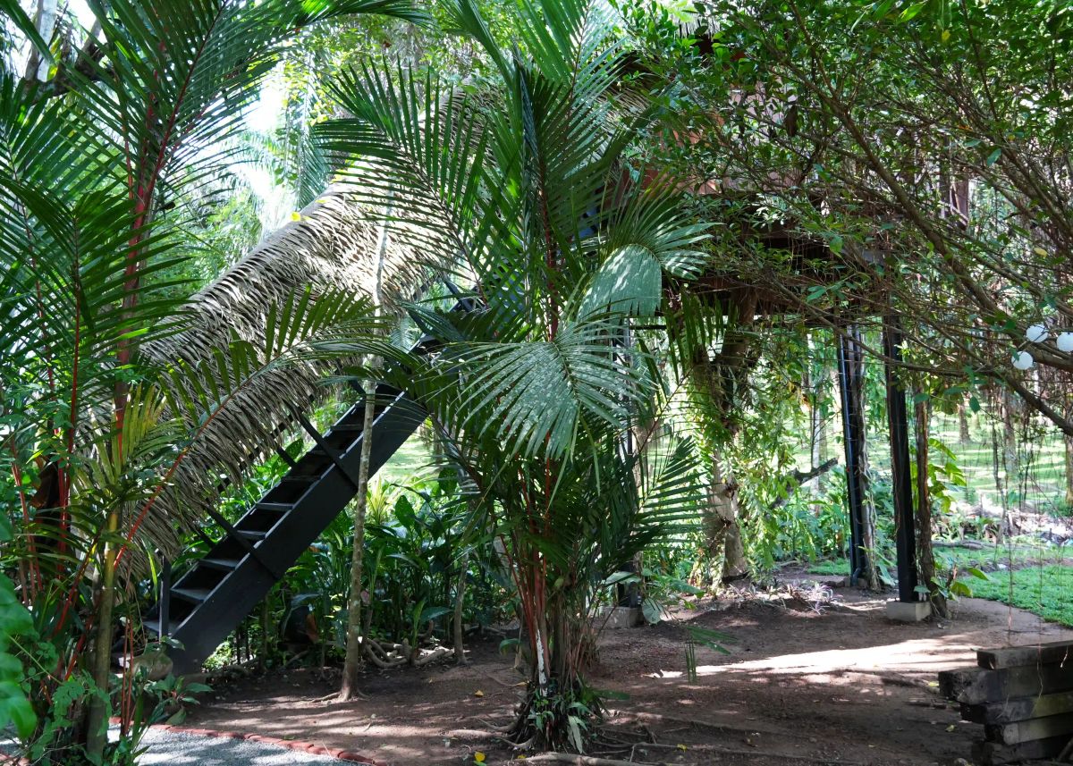 Exterior view of the treehouse lodge.